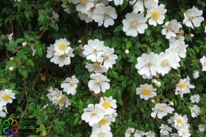 rosa_sempervirens (2)8